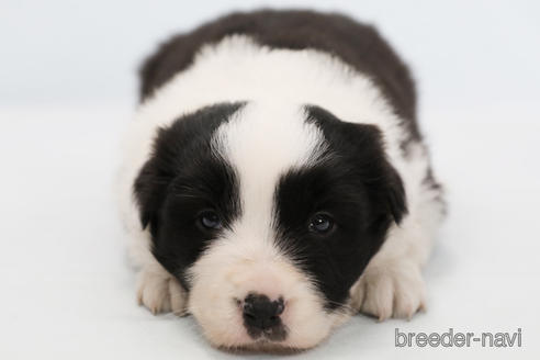 成約済の神奈川県のボーダーコリー-231167の3枚目